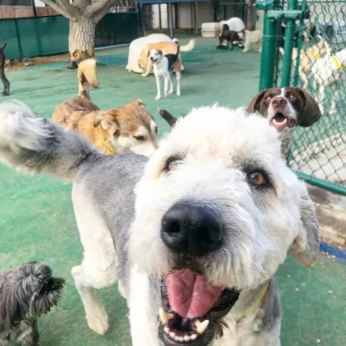 Happy dog getting close to the camera.